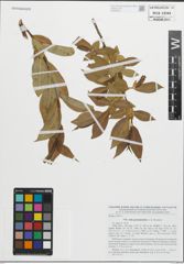 Foto von Salix pentandroides A. K. Skvortsov